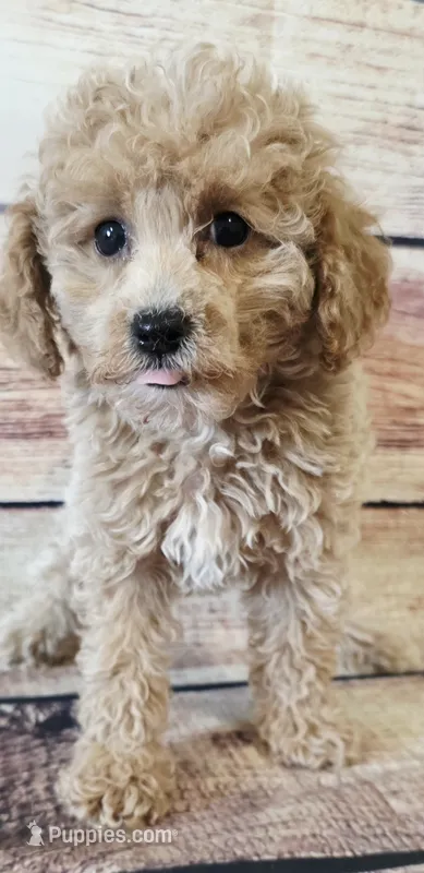Mini – Poodle - Toy  puppy on hold in Kendall, WI