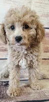 Mini, a female Poodle - Toy  for sale in Kendall, WI – 1 of 1