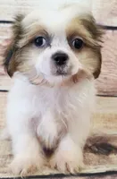 Sammy, a male Shih Tzu for sale in Kendall, WI – 1 of 1