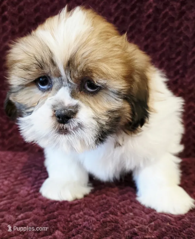 Cody – Shih Tzu puppy for sale in Kendall, WI