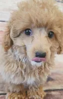 Bailey, a female Poodle - Toy  for sale in Kendall, WI – 1 of 1