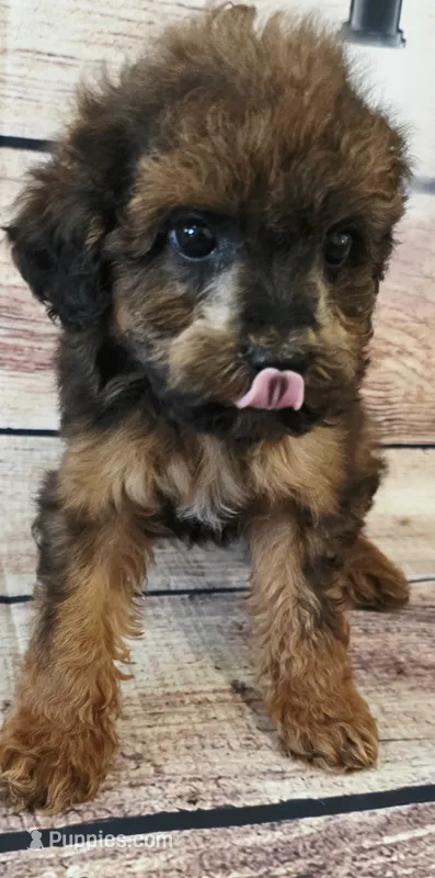 King – Shihpoo puppy for sale in Kendall, WI