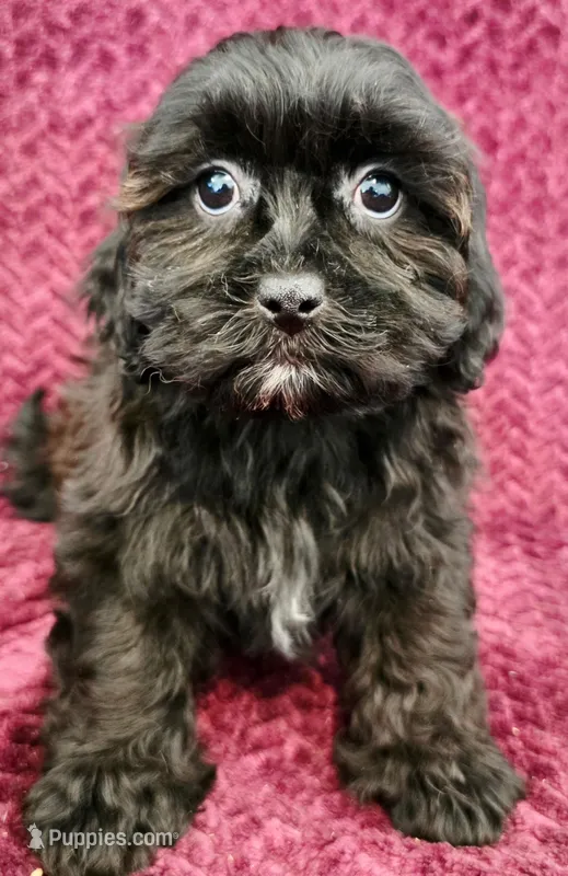 Marshall – Shihpoo puppy for sale in Kendall, WI