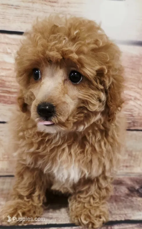 Archie – Poodle - Toy  puppy for sale in Kendall, WI