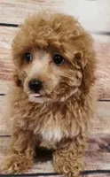 Archie, a male Poodle - Toy  for sale in Kendall, WI – 1 of 1