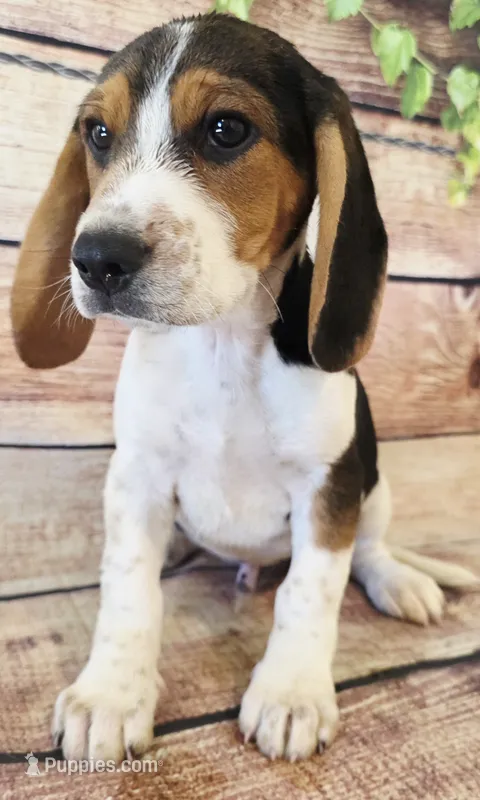 Cody – Beagle puppy for sale in Kendall, WI