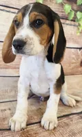 Cody, a male Beagle for sale in Kendall, WI – 1 of 1