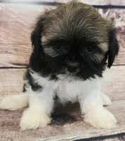 Bear, a male Shih Tzu for sale in Kendall, WI – 1 of 1