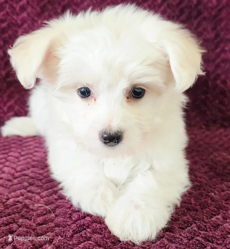 Marvel  – Maltese puppy for sale in Kendall, WI