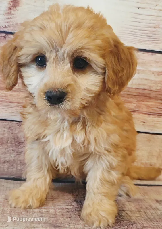 Teddy – Shihpoo puppy for sale in Kendall, WI