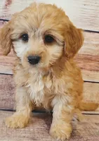Teddy, a male Shihpoo for sale in Kendall, WI – 1 of 1