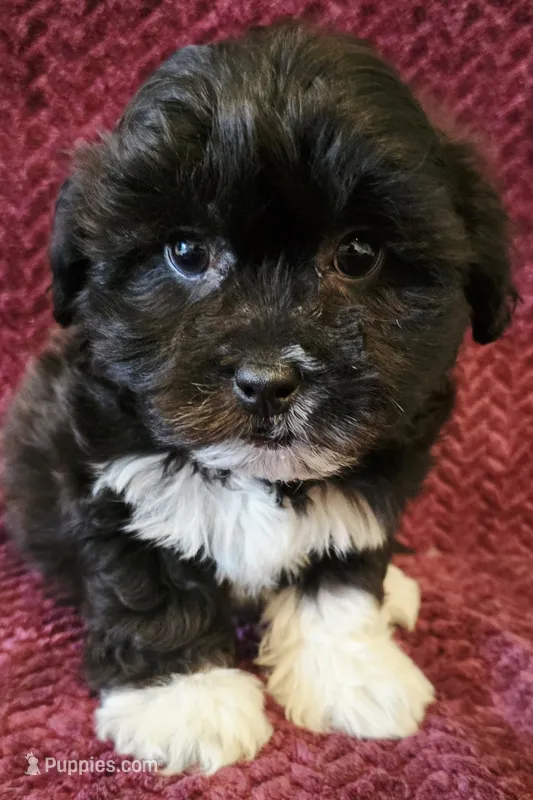Max – Shichon puppy for sale in Kendall, WI
