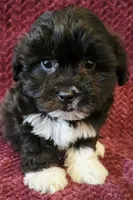 Max, a male Shichon for sale in Kendall, WI – 1 of 1