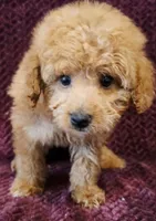 Victor, a male Goldendoodle for sale in Kendall, WI – 1 of 1