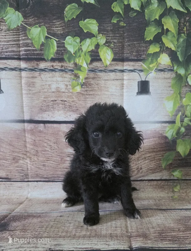 Kisses – Cockapoo puppy for sale in Kendall, WI