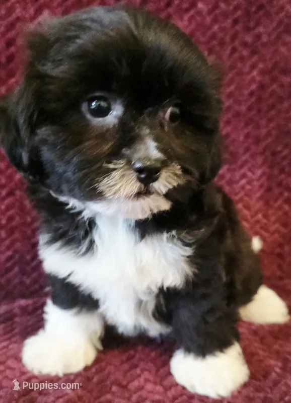 Charlie – Shichon puppy for sale in Kendall, WI