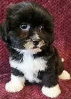 Charlie, a male Shichon for sale in Kendall, WI – 1 of 1