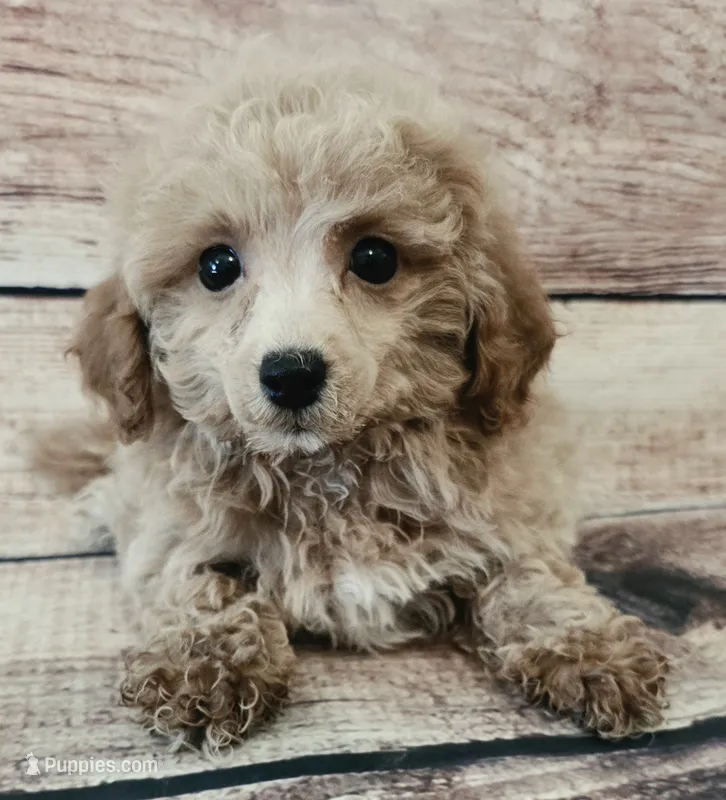 Dixie – Poodle - Toy  puppy for sale in Kendall, WI