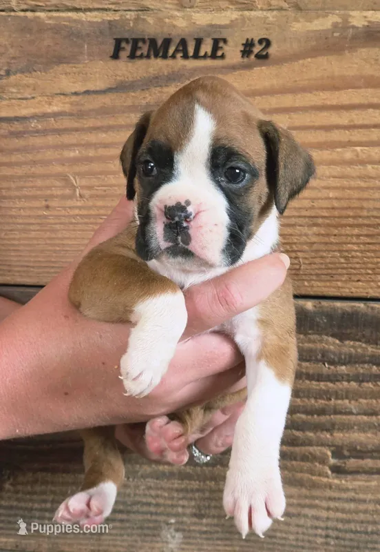 FEMALE #2 – Boxer puppy for sale in Kendall, WI