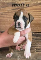 FEMALE #2, a female Boxer for sale in Kendall, WI – 1 of 3