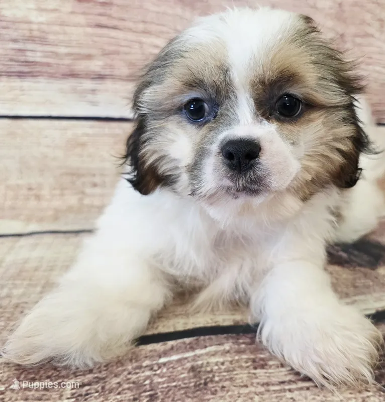 Wrangler – Shih Tzu puppy for sale in Kendall, WI