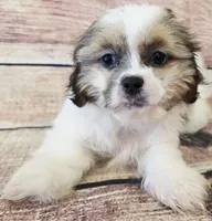 Wrangler, a male Shih Tzu for sale in Kendall, WI – 1 of 1