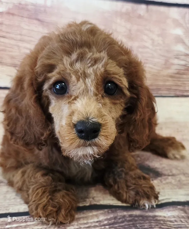 Dolly – Poodle - Toy , Cockalier puppy for sale in Kendall, WI