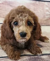 Dolly, a female Poodle - Toy  and Cockalier for sale in Kendall, WI – 1 of 1