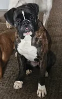 MALE #4, a male Boxer for sale in Kendall, WI – 3 of 3