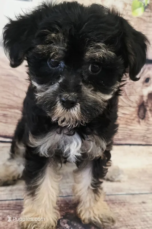 Elvis – Yorkipoo puppy for sale in Kendall, WI