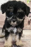Elvis, a male Yorkipoo for sale in Kendall, WI – 1 of 1