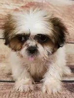 Daisy, a female Shih Tzu for sale in Kendall, WI – 1 of 1