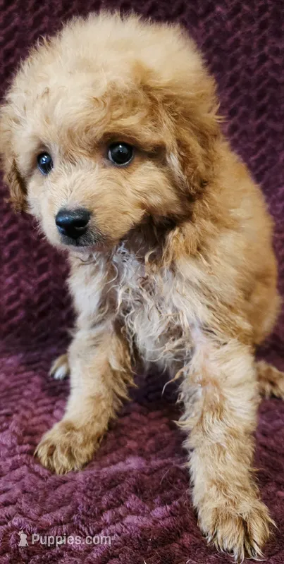 Enslee – Goldendoodle puppy for sale in Kendall, WI