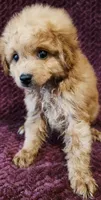 Enslee, a female Goldendoodle for sale in Kendall, WI – 1 of 1