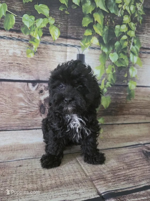 Cash – Cockapoo puppy for sale in Kendall, WI