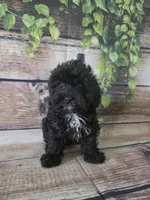 Cash, a male Cockapoo for sale in Kendall, WI – 1 of 1