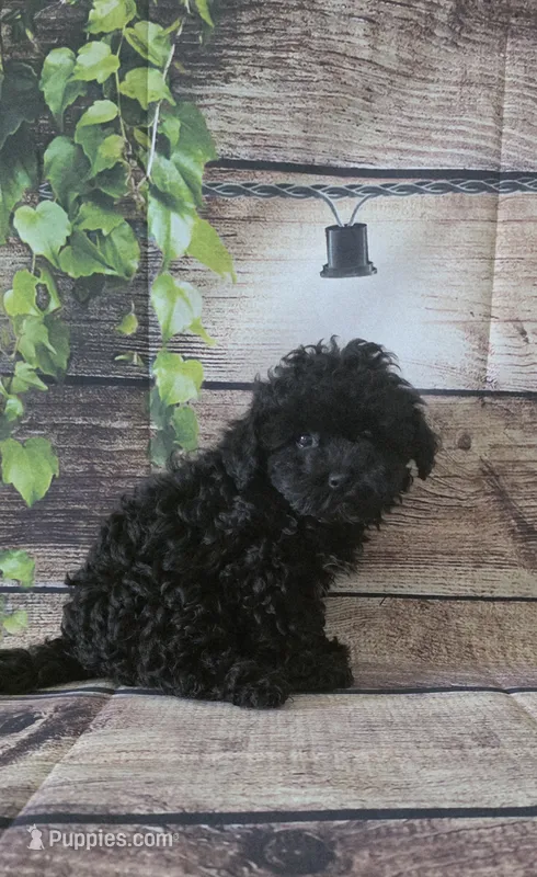 Kisses – Cockapoo puppy for sale in Kendall, WI