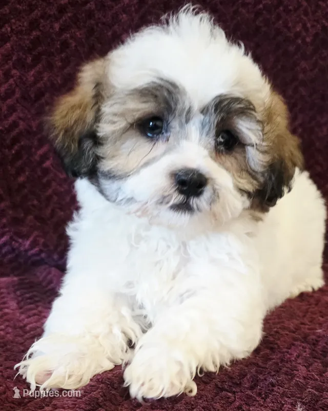 Teddy – Shichon puppy for sale in Kendall, WI