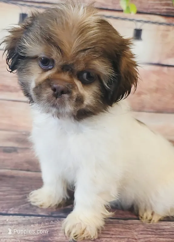 Steve – Shih Tzu puppy for sale in Kendall, WI