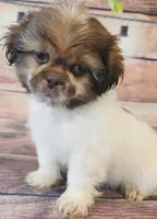 Steve, a male Shih Tzu for sale in Kendall, WI – 1 of 1