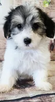 Calli, a female Morkie for sale in Kendall, WI – 1 of 1