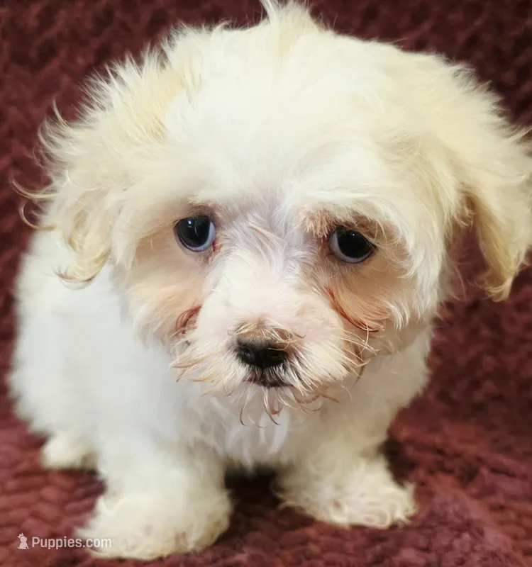 Blake – Maltese puppy on hold in Kendall, WI