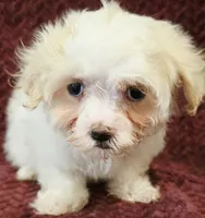 Blake, a male Maltese for sale in Kendall, WI – 1 of 1