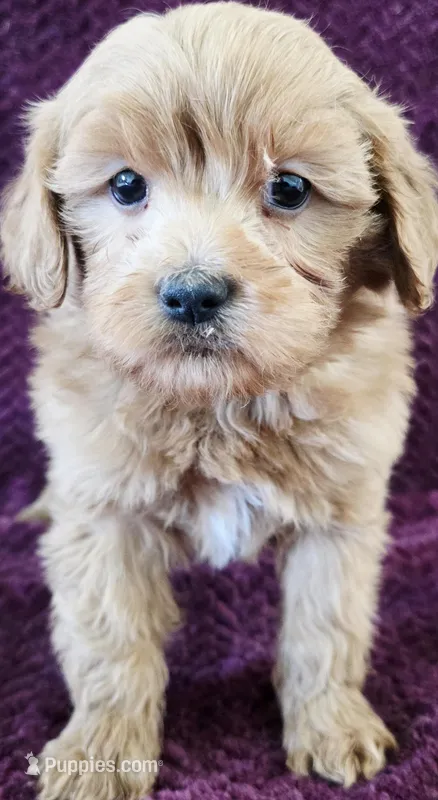 Lux – Goldendoodle puppy for sale in Kendall, WI