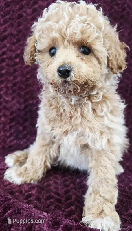 Blake – Poodle - Toy  puppy for sale in Kendall, WI