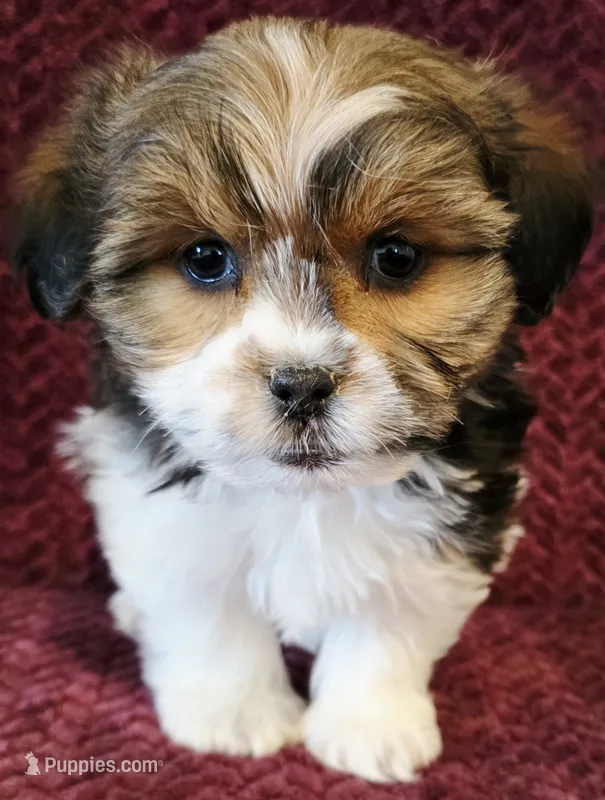 Mini – Shorkie puppy for sale in Kendall, WI