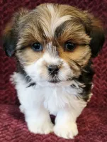 Mini, a female Shorkie for sale in Kendall, WI – 1 of 1