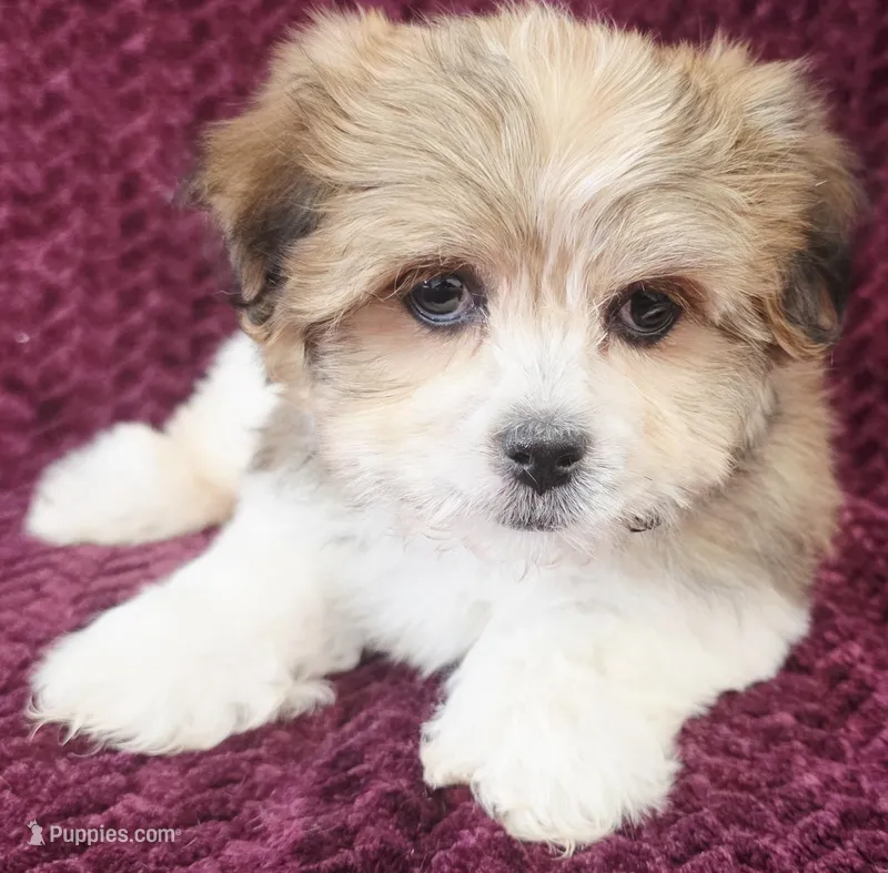 Carman – Shih Tzu puppy on hold in Kendall, WI