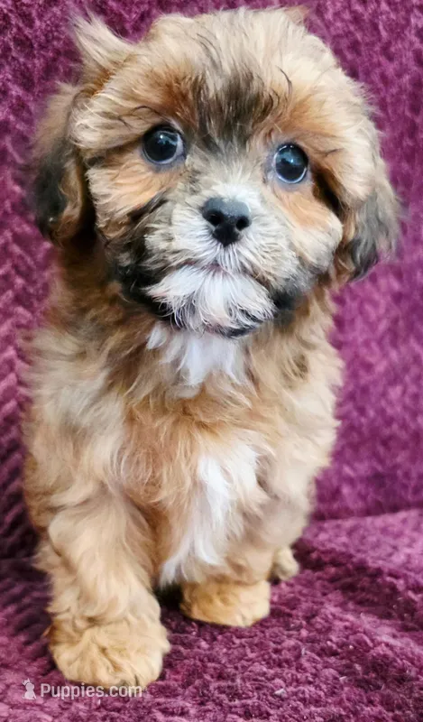Skye – Shihpoo puppy for sale in Kendall, WI