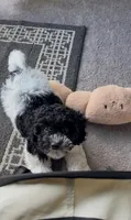 Deisy, a female Cockapoo and Havapoo for sale in Mount Angel, OR – Photo 2 of 3
